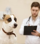 חרדת כלבים מטיפול וטרינרי: יש פתרון-תמונה